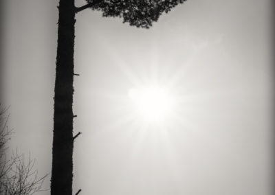 13. Synnøve Grimsrud Solberg - Treet og solen (4 poeng)