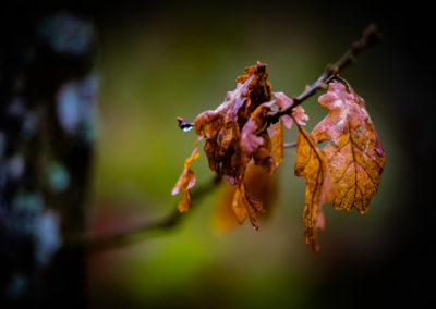 Bjørg Fossli - Eikebokeh