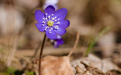 Bli med på «Fotosprint» – onsdag 8.4.2020