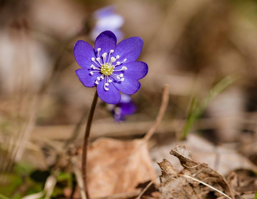 Bli med på «Fotosprint» – onsdag 8.4.2020