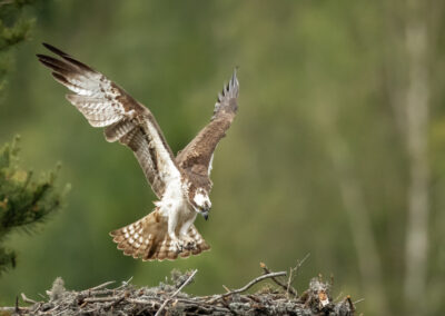 Kåre Hansen - Inn for landing.