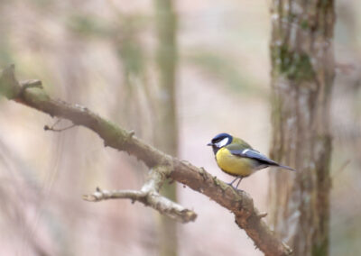 Alf Richard Talsethagen - Parus major