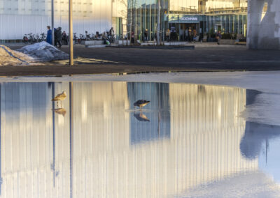 Edle Erøy - Storbyfauna