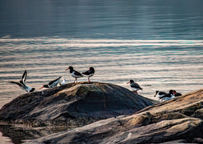 Inger Eik - Haematopus Ostralegus