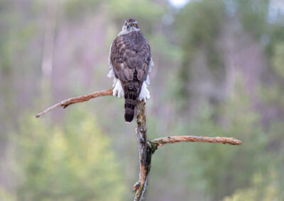 Siv Bente Ulvestad - Accipiter gentilis - Goshawk