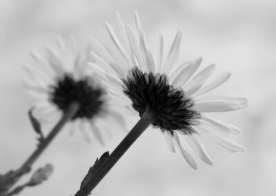 Inga-Irene Gauslå - Mot sommer