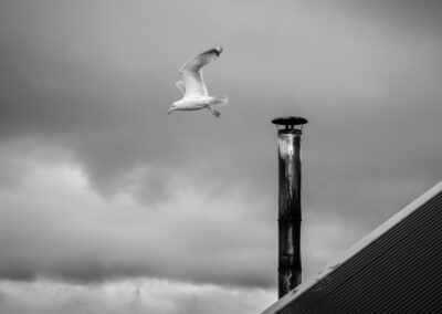 Petter Langeland - Leap