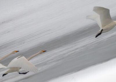 6. Siv Bente Ulvestad - Cygnus cygnus take off (13 poeng)