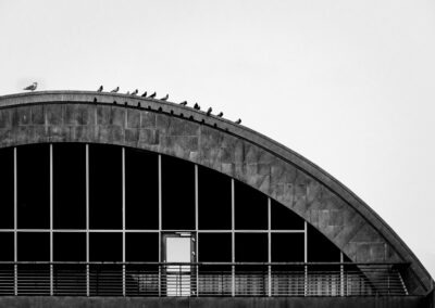3. Tor Undhjem - Pigeons and seagull (20 poeng)