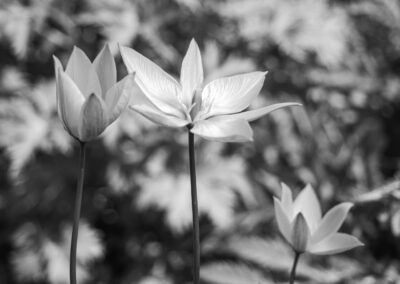 Helge Aker - White star