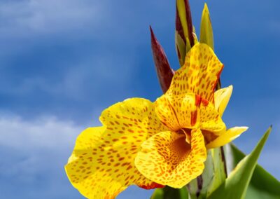 Inger Eik - Gul Iris