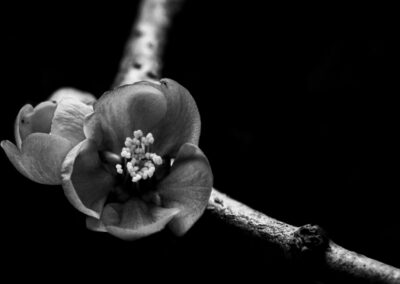 7. Marianne Fagerheim - Dark beauty (8 poeng)