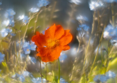 Siv Bente Ulvestad - Softly blowing in the wind