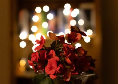 Inger Eik - Sliten begonia