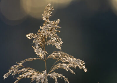 4. Tor Undhjem - Straws at sunset (17 poeng)