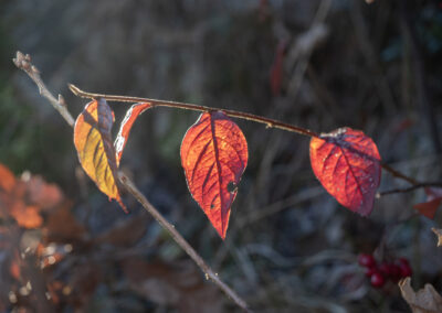 Helge Aker - From autumn to spring