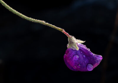 5. Siv Bente Ulvestad - Erteblomst i regn. (15 poeng)