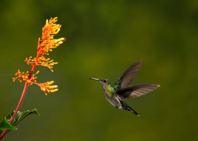 3. Malene Tolnes - Fresh morning nectar (19 poeng)