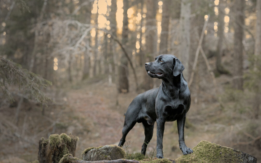 Aktivitetskveld: Portrettfoto av hund