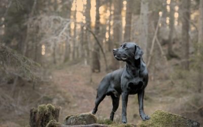 Aktivitetskveld: Portrettfoto av hund