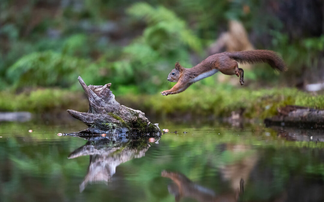 Månedens bilde, september 2025