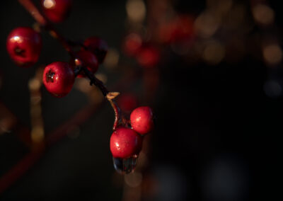 Magrete Martens Breivik - Vinterbær