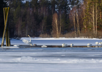 13. Edle Erøy - Sangsvaner (80 poeng)