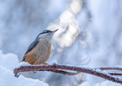 2. Elisabeth Edsberg - Vinterlys (104 poeng)