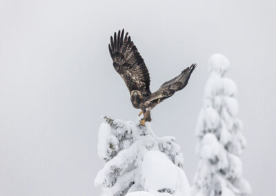 3. Kåre Hansen - Kongeørn i vinterland. (101 poeng)
