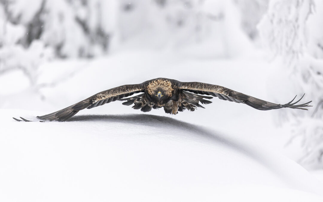 1. Kåre Hansen - Lavt over snødekt mark. (108 poeng)