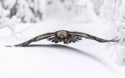 Måndedens bilde, februar 2026