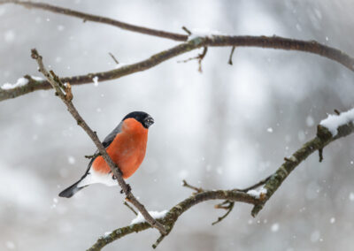 4. Tone Heggelund - Dompap (95 poeng)