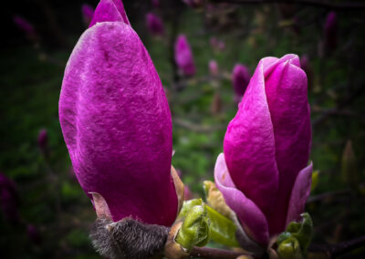 14. Harald Theodor Rosenvinge - Magnolian er i rute....... (71 poeng)
